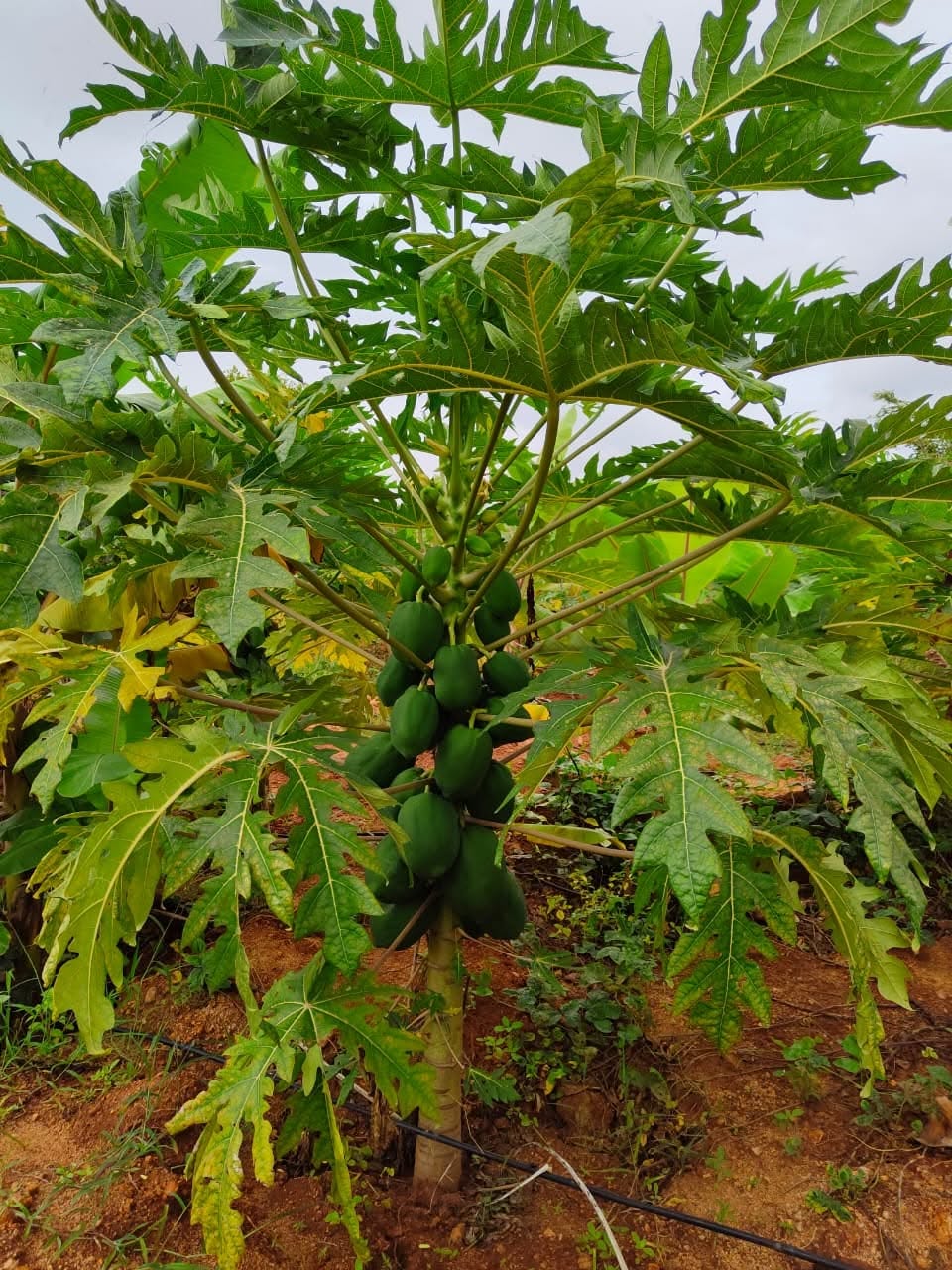 Chiru natural farm